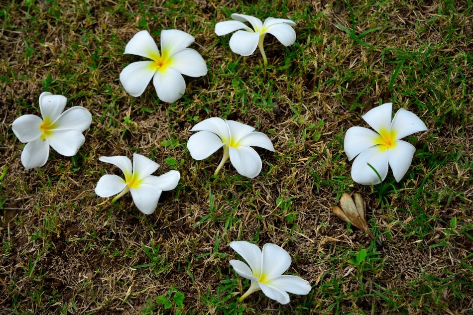 white plumeria on the grass