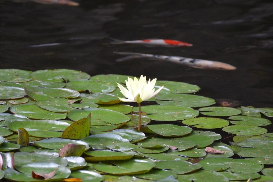 beautiful water lily in the pond