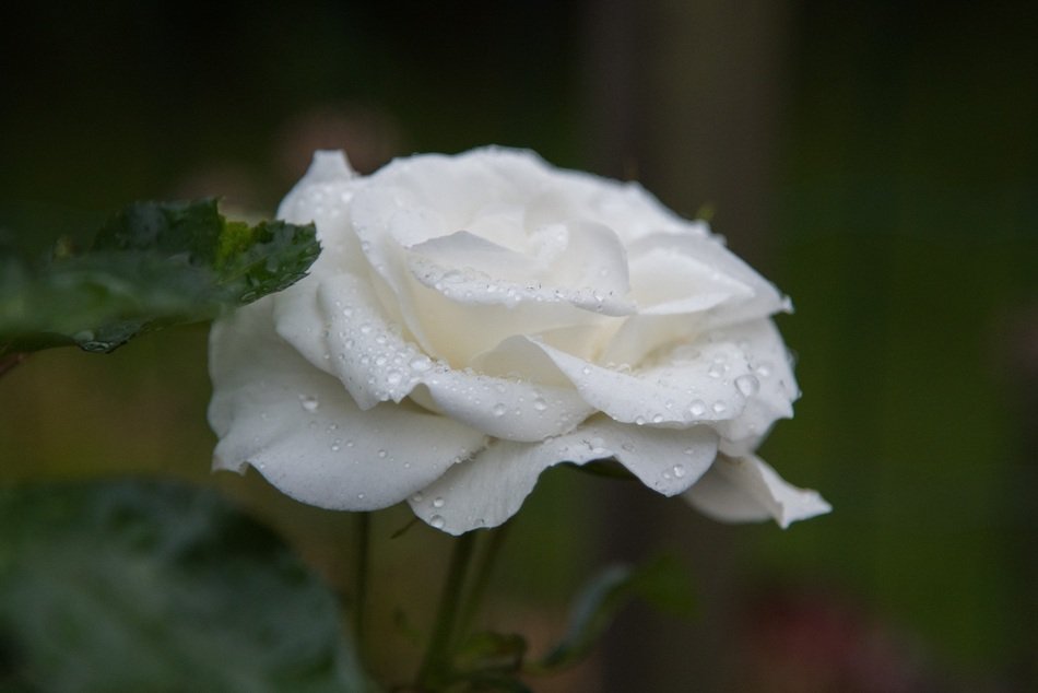 Rose White with Drops