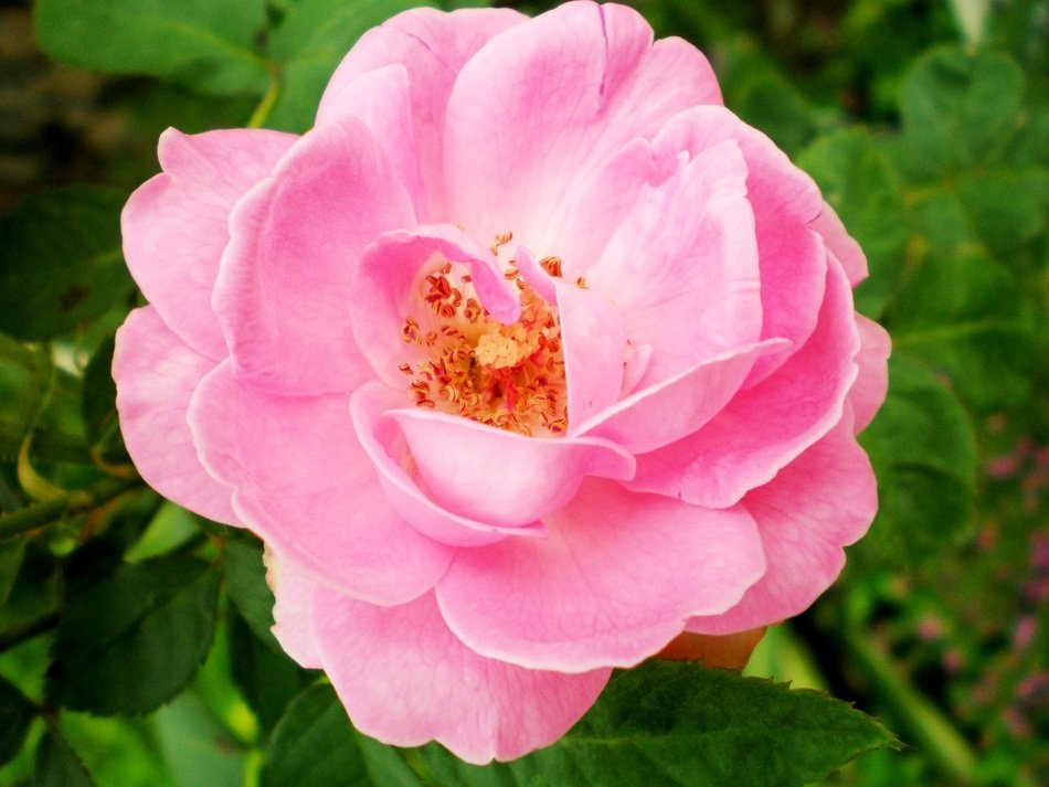 closeup picture of amazing Pink Rose