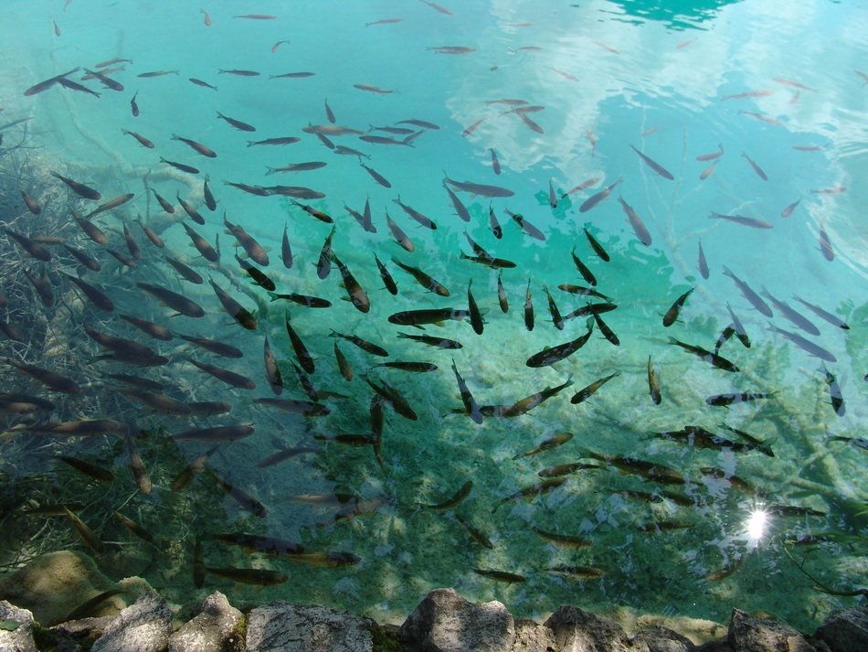 Bright Fish Water