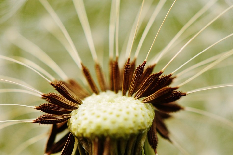 dandelion inside