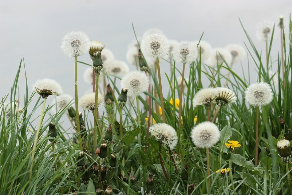 fluffy heads of dandelion