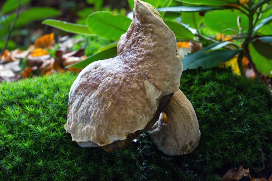 mushroom in a forest in the netherlands