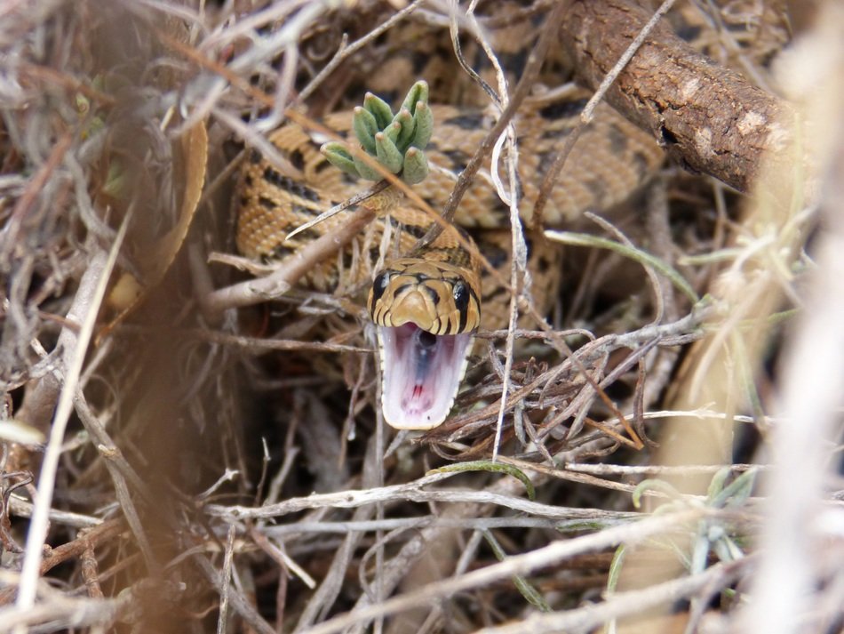 Snake Threats from branches