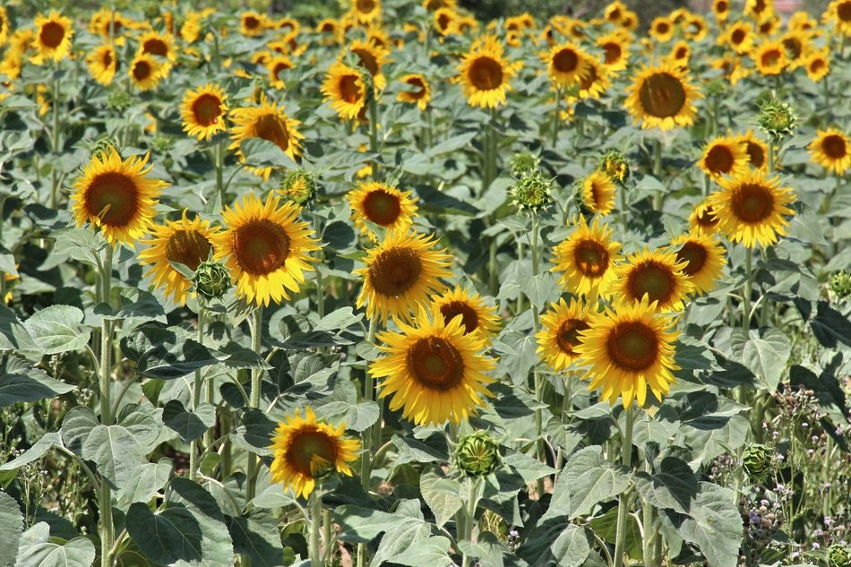 Sunflower Color Yellow Farming