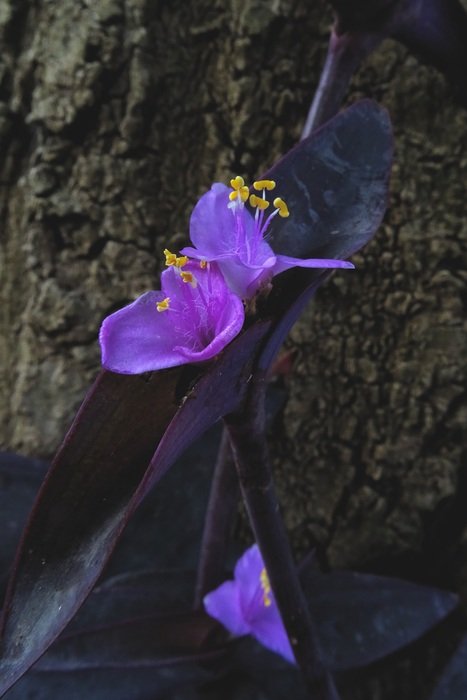Tradescantia Pallida in nature