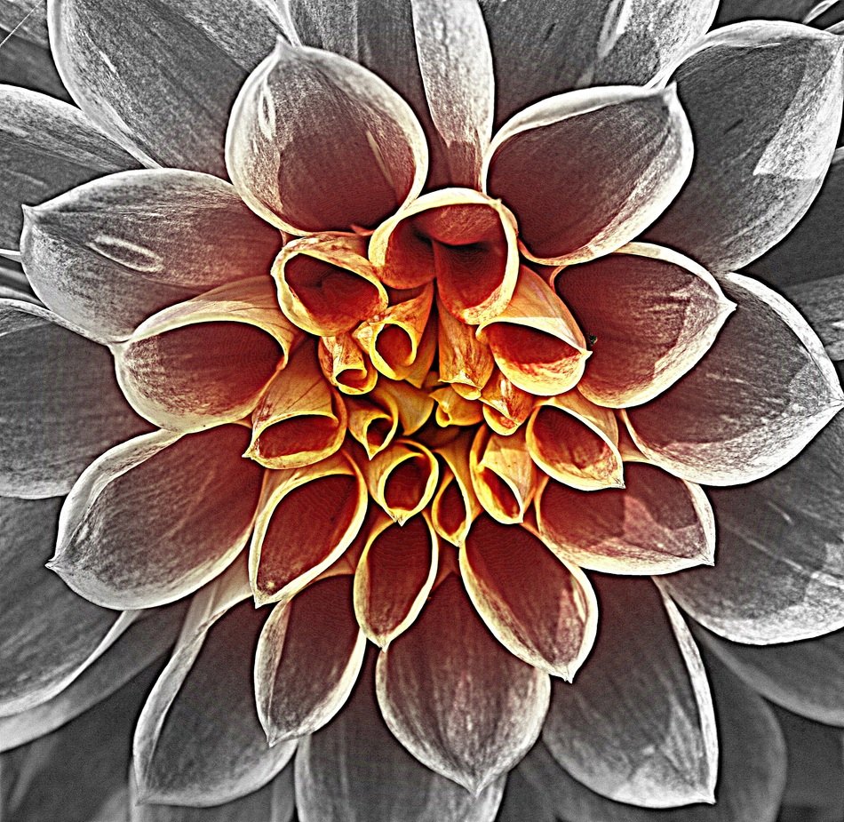 filigree work of nature flower blossom