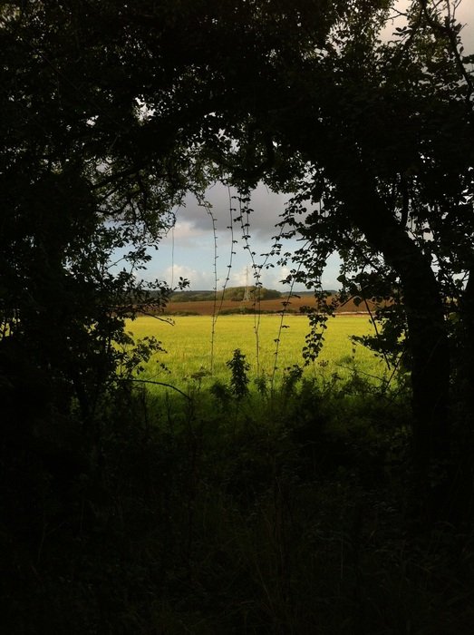 pasture behind the trees