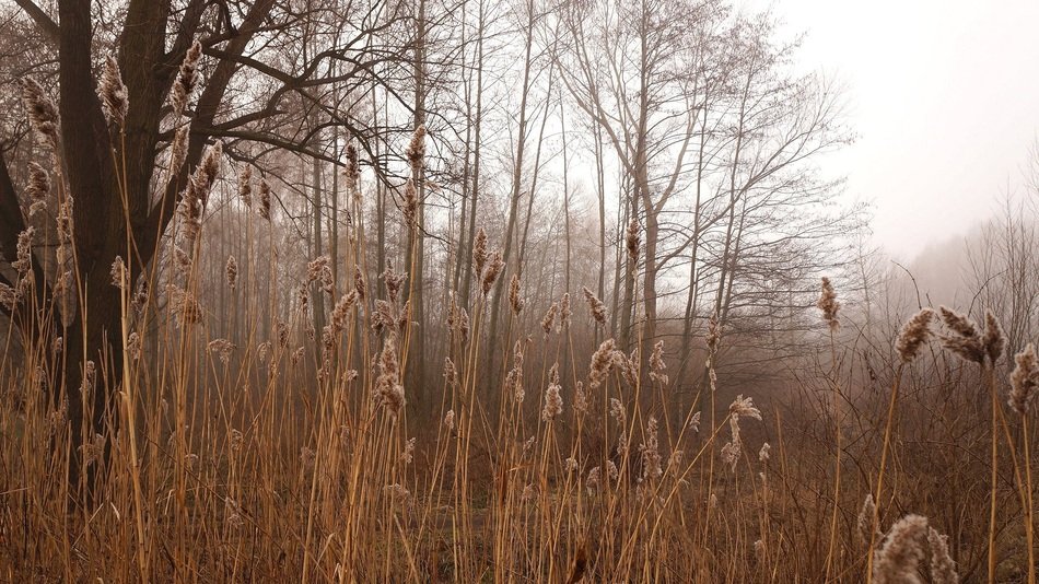 amazing brown forest