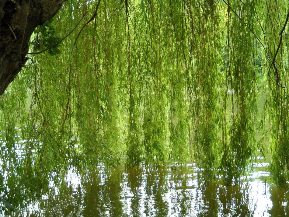 willow thickets over the river