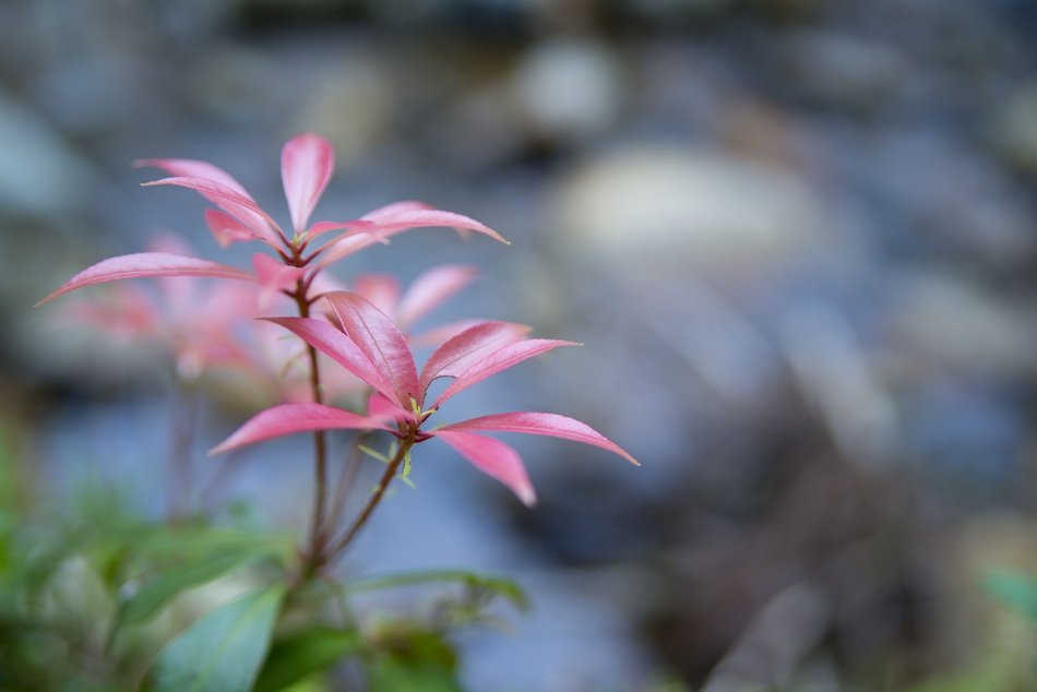 Red leaves in Japan