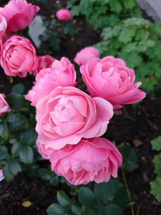 Pink flowers in Bailando