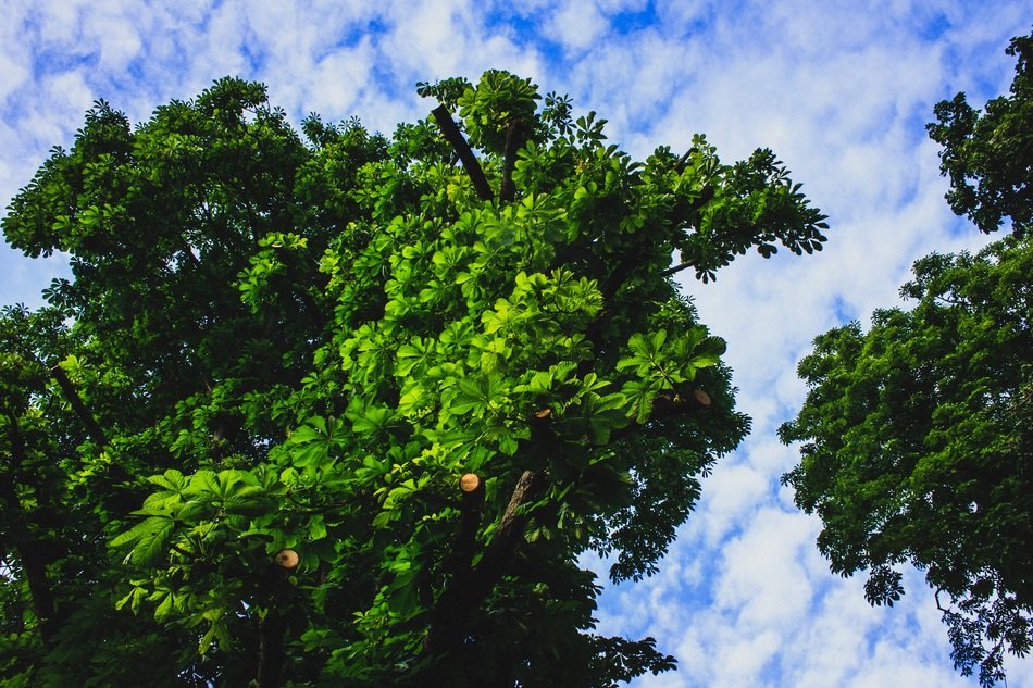 trees with large green crowns against the sky