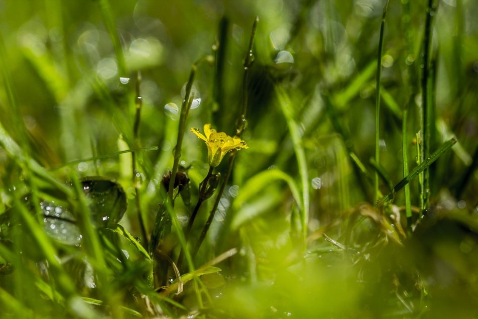 Green grass and yellow flower in the spring