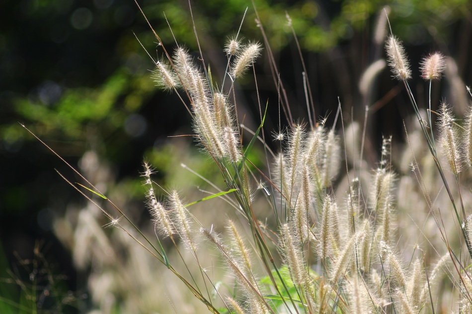 Grass Grafieldss