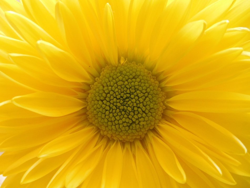 Yellow Daisy Mum Yellow Flower