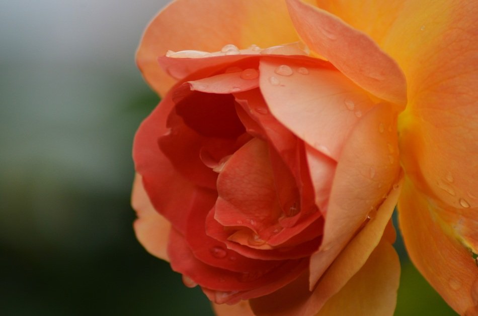 delicate orange rose close-up on blurred background