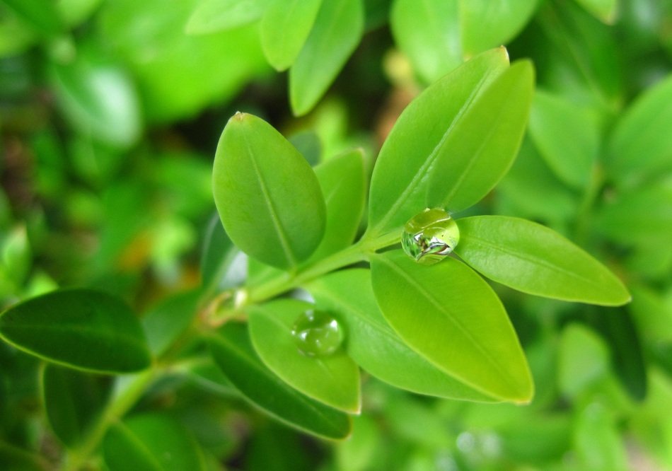 Buxbaum Leaf