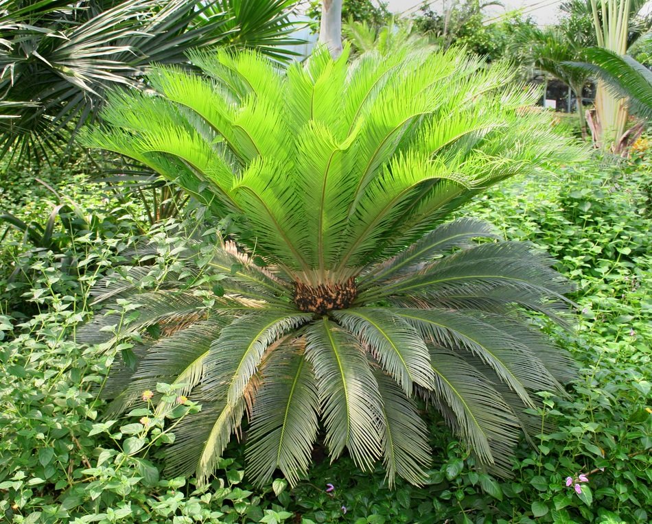 magnificent green palm in the southern territory