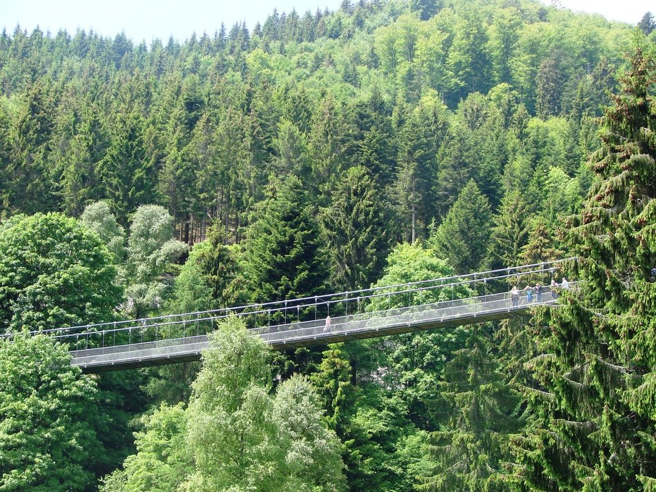 Suspension bridge through spruce forest