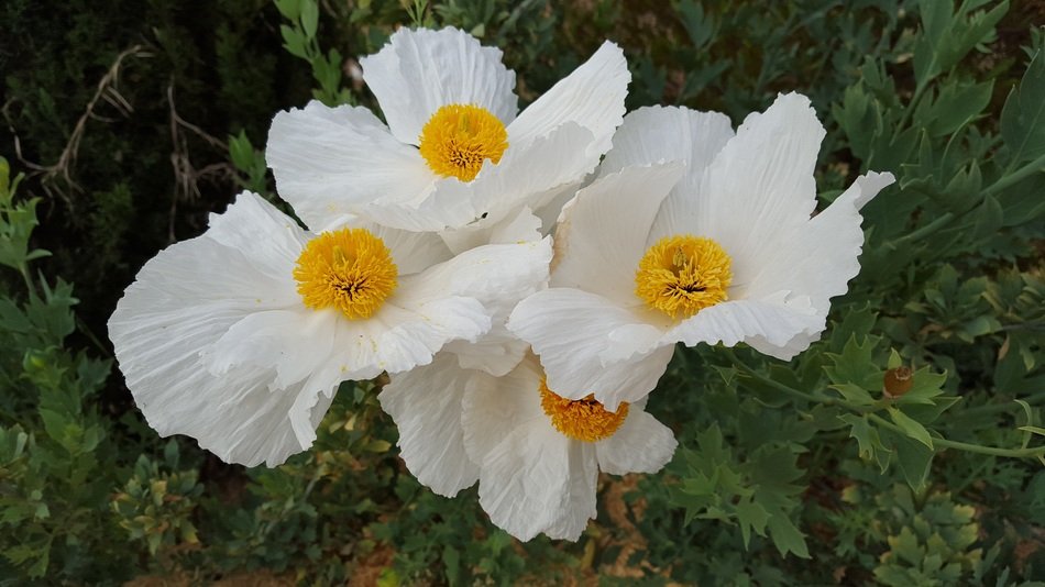 Matilija Poppies or Romneya
