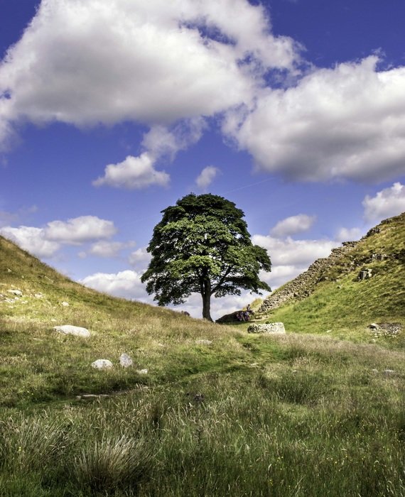 Sycamore Gap was crowned England's 'Tree of the Year' in conservation charity the Woodland