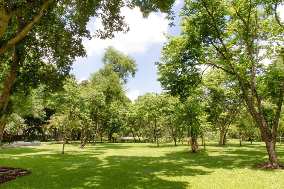 park in japan in the sunlight