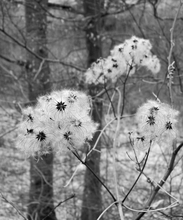 Flower white seeds