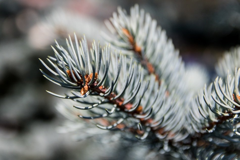 branch of christmas tree close up