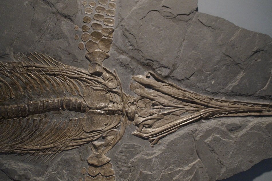 fossil of ichthyosaurs