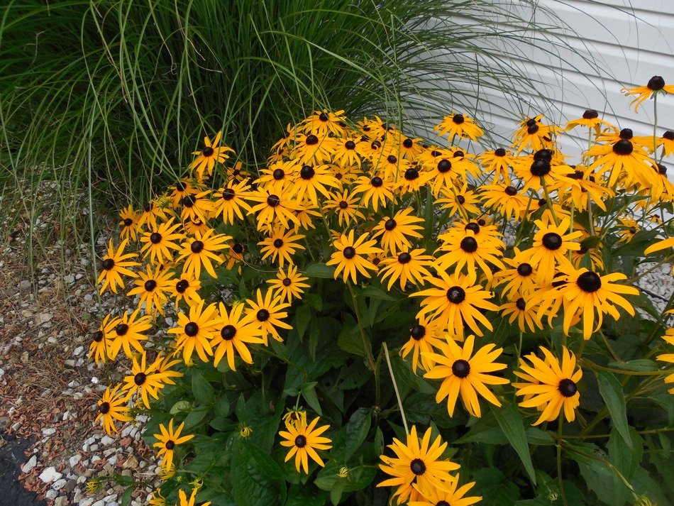 pleasant Susan Garden
