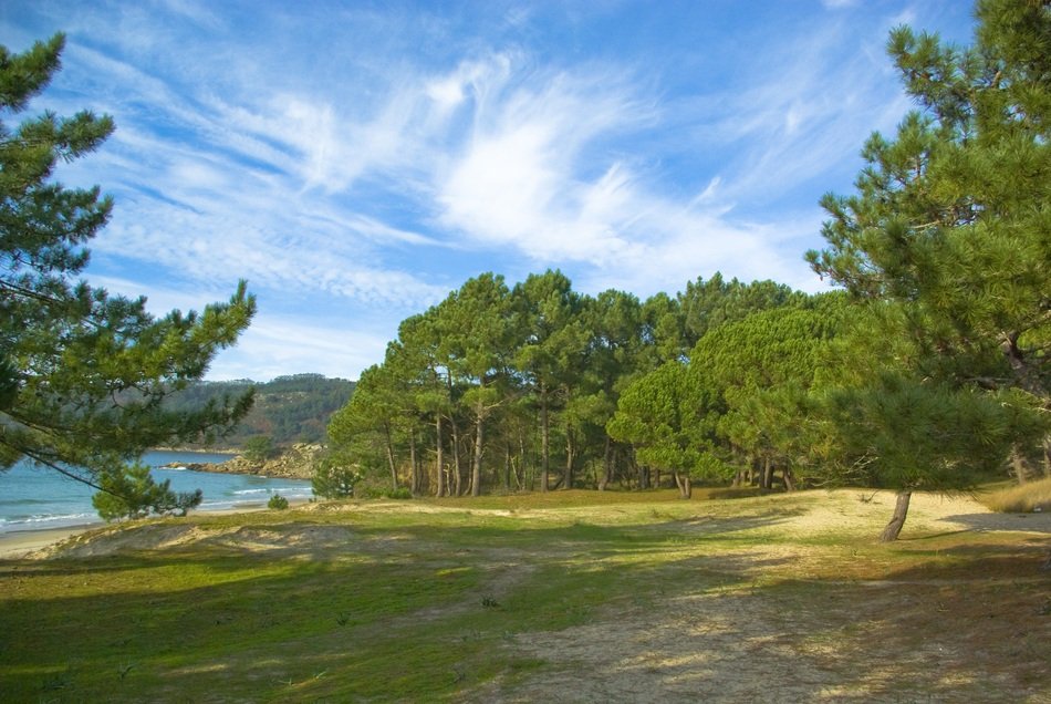 landscape of green trees on the beach near the river