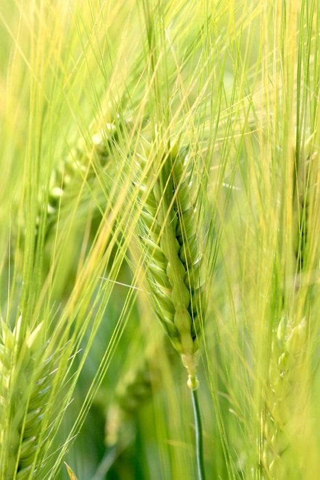 Wheat Nature Epi Cornfield