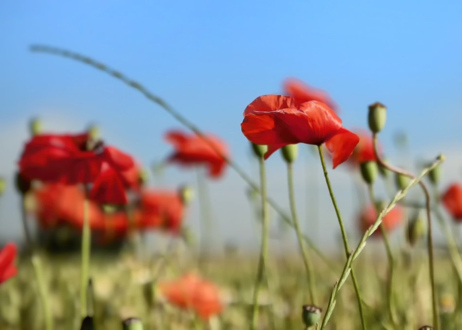 red Poppies Landscape