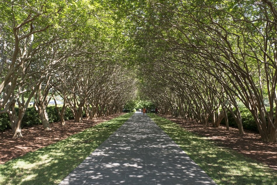 Tree Lined Sidewalk Canopy