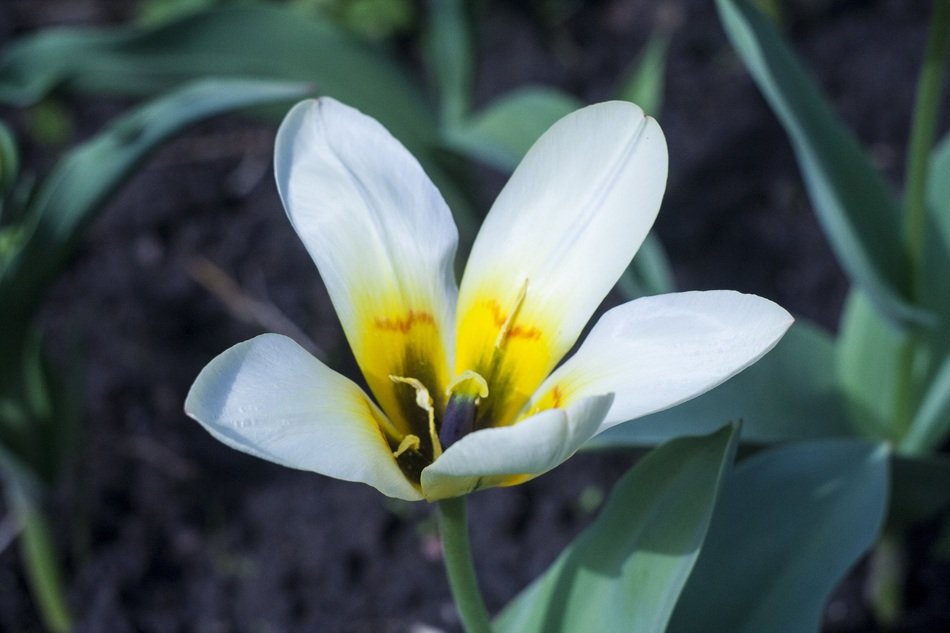 white summer flower in the flowerbed