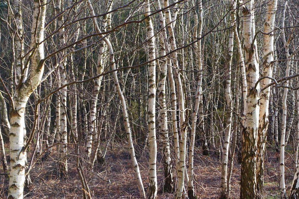 silver birch forest