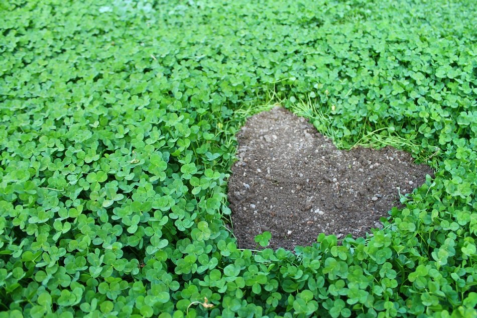 Heart symbol in lucky charm field