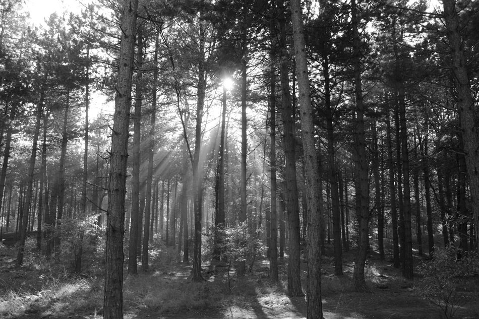 sunbeams between trees in a forest in black and white image
