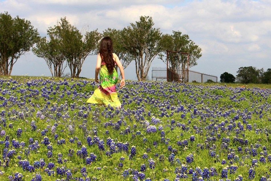 Blue Bonnets Flowers