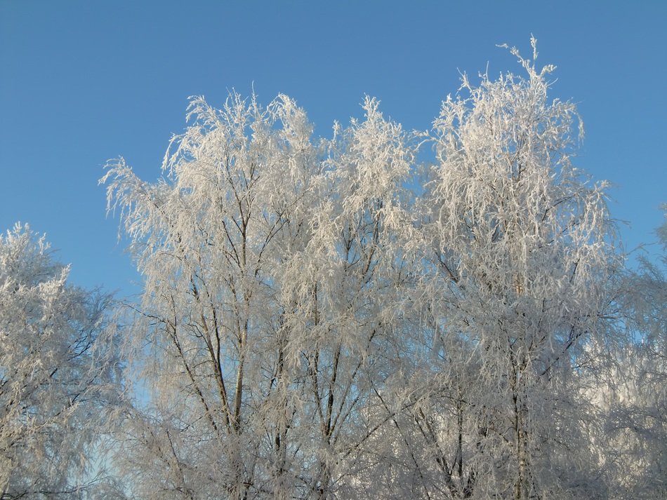 winter on the trees