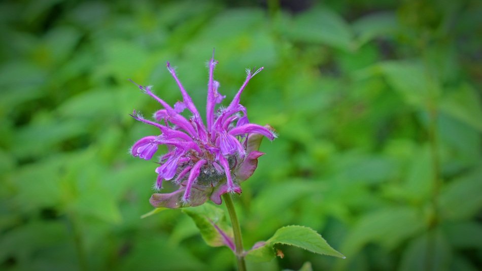 Monarda Didyma, purple flower at blurred green background