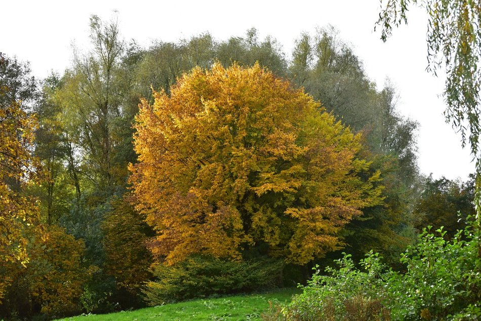 golden autumn in the meadow