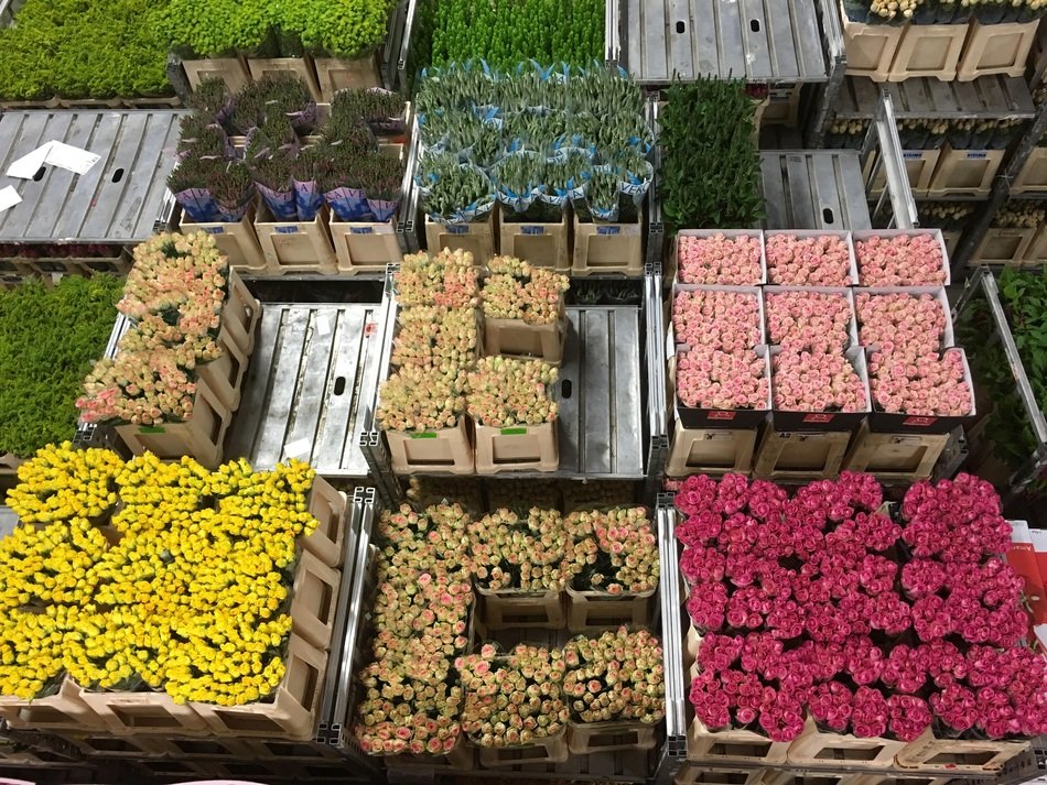 Flower Auction Holland