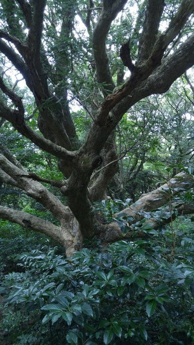 Flower tree in Korea