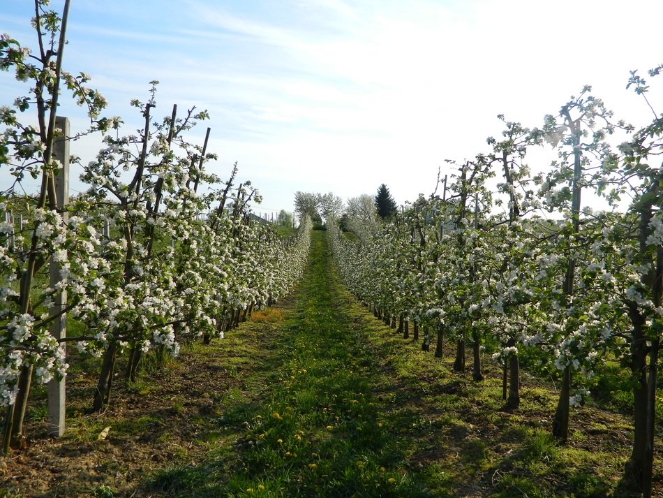 the path among the rowed apple trees