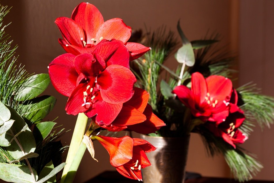 red amaryllis blossoms in christmas time
