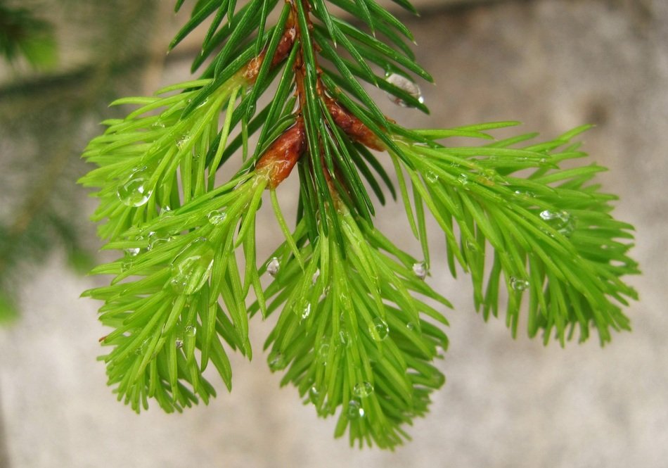 raindrops on a sprout of fir
