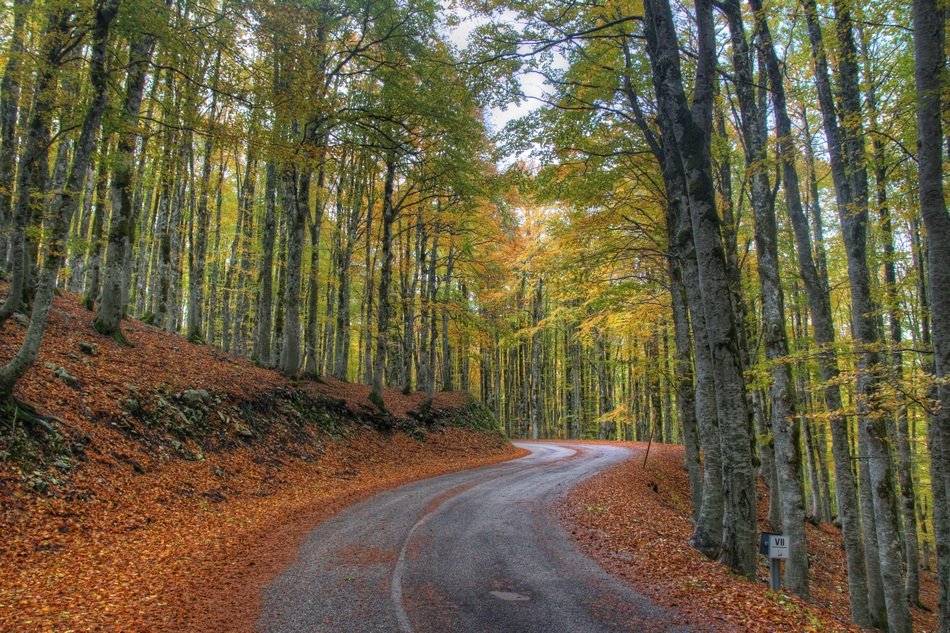 road among the trees in the forest